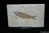 Google+ Contest Prize: Knightia Fossil Fish #777-1